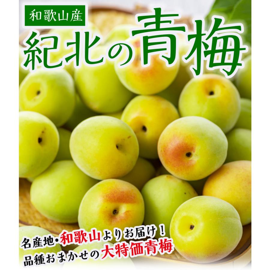 梅 10kg 紀北のおまかせ熟梅 和歌山産 ご家庭用 うめ 常温便 送料無料 食品 完熟梅 10kg」の人気商品一覧 | 安い商品を通販サイトから探す - 価格.com 
