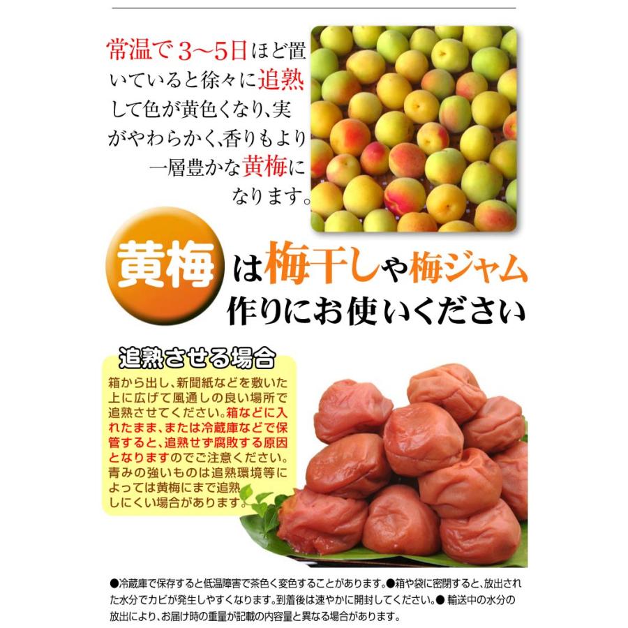 梅 10kg 紀北のおまかせ青梅 和歌山産 ご家庭用 うめ 常温便 送料無料