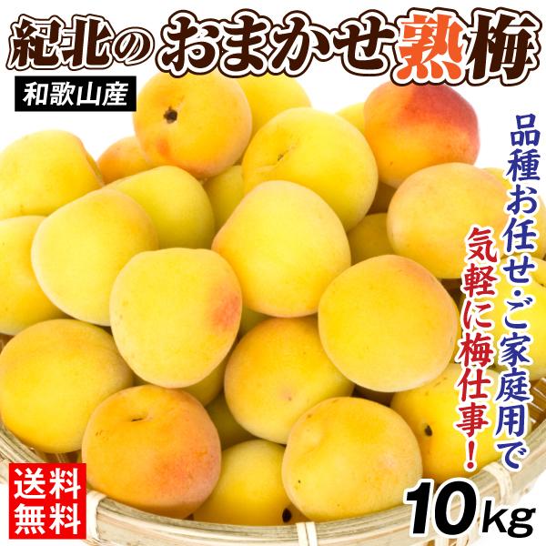 梅 10kg 紀北のおまかせ熟梅 和歌山産 ご家庭用 うめ 常温便 送料無料 食品（Yahoo!・食みらい・国華園）
