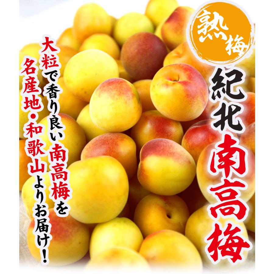 梅 10kg 紀北の南高梅 熟梅 和歌山産 ご家庭用 うめ 常温便 送料無料