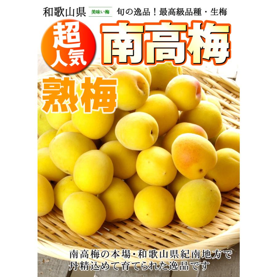 梅 10kg 紀南の南高梅 熟梅 和歌山産 ご家庭用 うめ 常温便 送料無料
