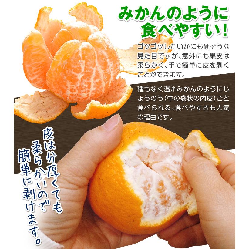 みかん 10kg 天草育ちのしらぬい 熊本産 不知火オレンジ しらぬひ