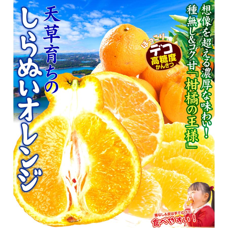 みかん 10kg 天草育ちのしらぬい 熊本産 不知火オレンジ しらぬひ