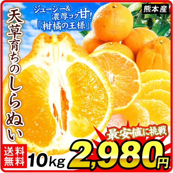 みかん 10kg 天草育ちのしらぬい 熊本産 不知火オレンジ しらぬひ
