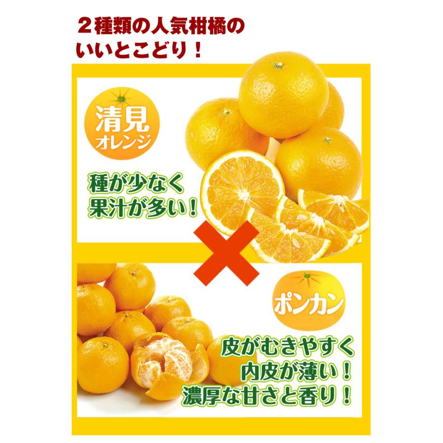 みかん 10kg 天草育ちのしらぬい 熊本産 不知火オレンジ しらぬひ