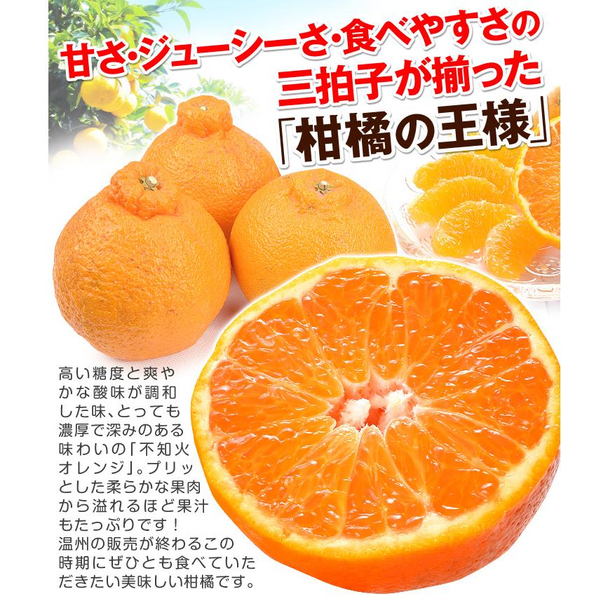 みかん 10kg 天草育ちのしらぬい 熊本産 不知火オレンジ しらぬひ