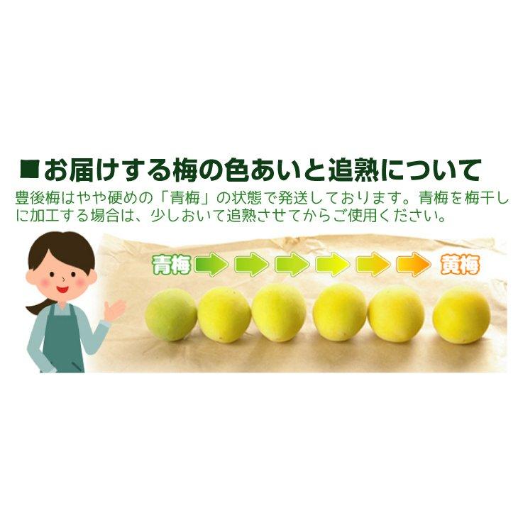 梅 10kg（5kg×2箱） 豊後梅 青森産 冷蔵便 送料無料 食品 : 食みらい
