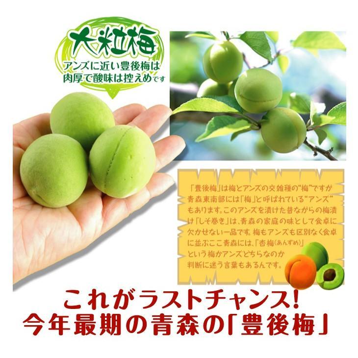 梅 10kg（5kg×2箱） 豊後梅 青森産 冷蔵便 送料無料 食品 : 食みらい