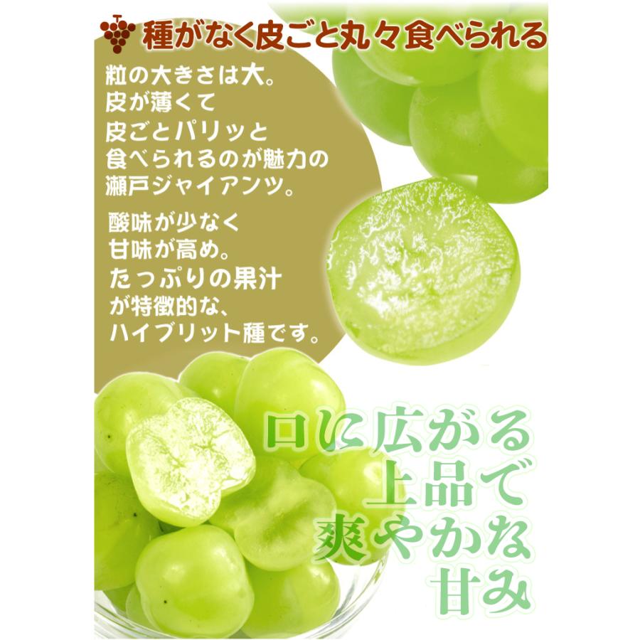 ぶどう 約1.4kg（700g×2房） 瀬戸ジャイアンツ 岡山産 送料無料 食品