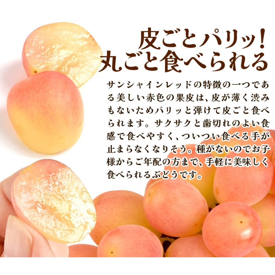 国華園 ぶどう 800g サンシャインレッド 山梨産 400g×2房 種なし 皮