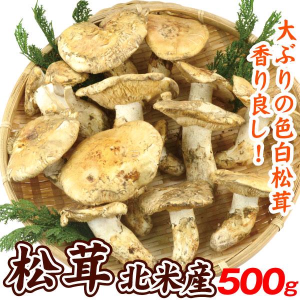 まつたけ 約500g 松茸 カナダ・アメリカ産北米産 送料無料 食品 : 食