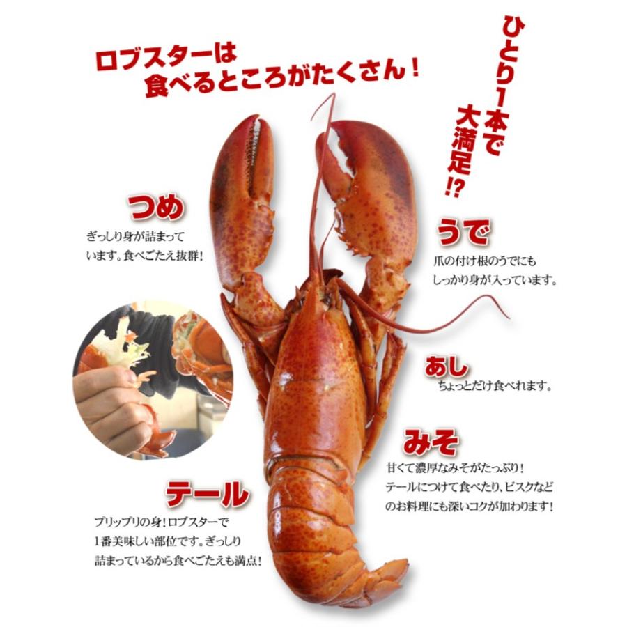 カナダ産 ボイル オマール海老 1尾 冷凍 ロブスター グルメ 国華園 S Fk2370 食みらい 国華園 通販 Yahoo ショッピング
