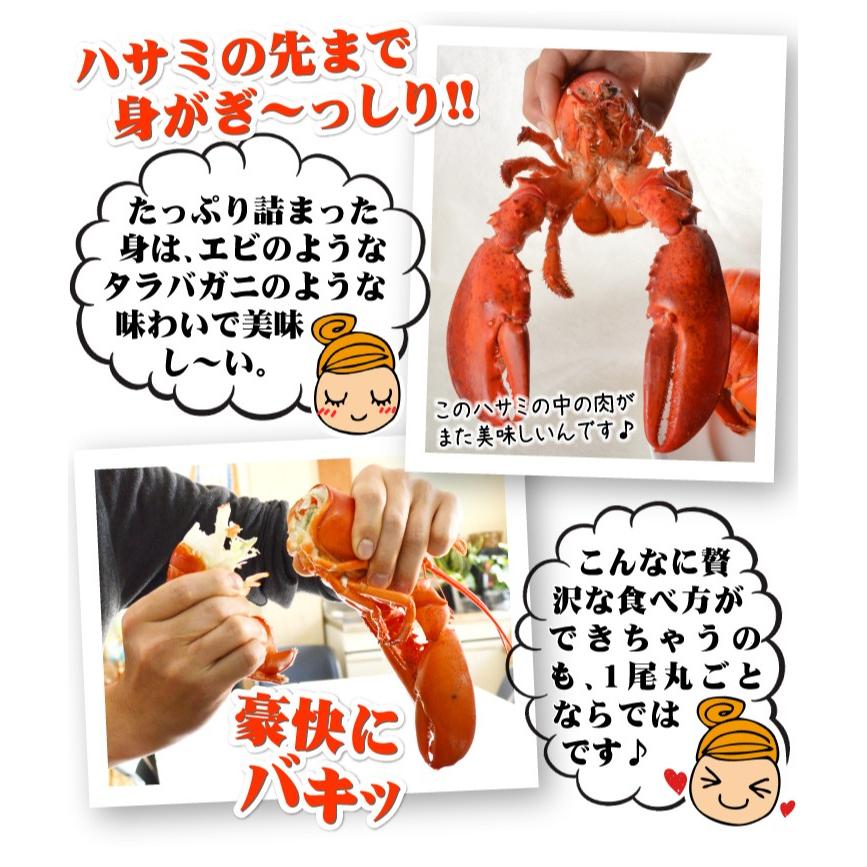 カナダ産他 ボイル オマール海老 2尾 冷凍便 ロブスター グルメ 国華園 S Fk2371 食みらい 国華園 通販 Yahoo ショッピング