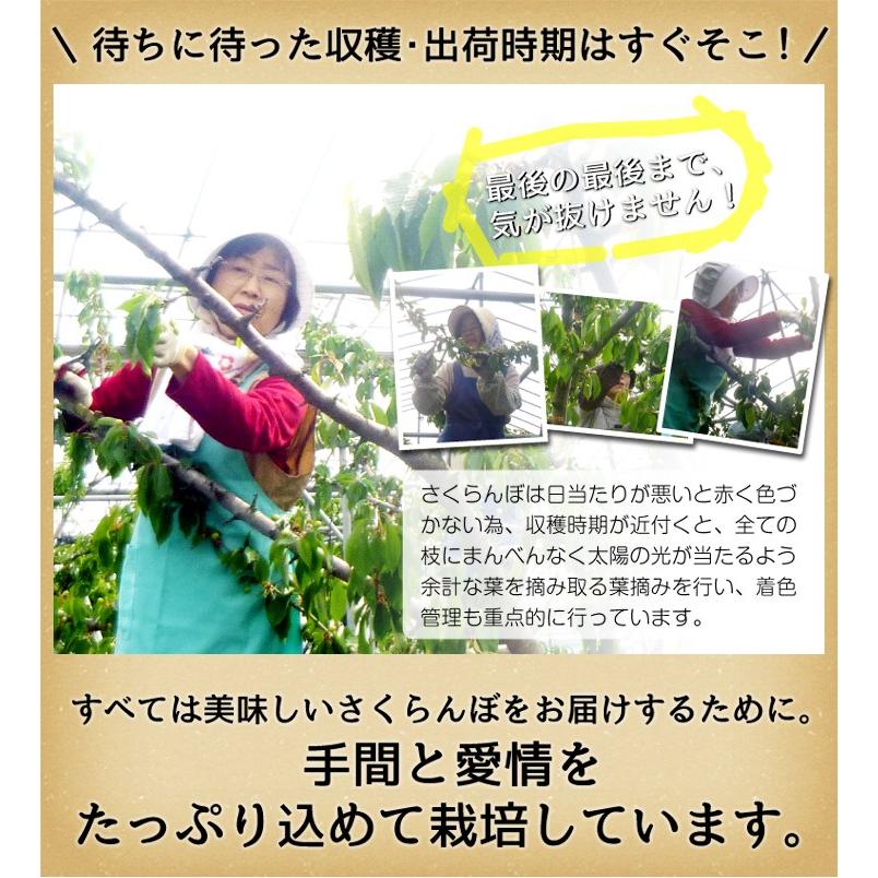 さくらんぼ 山形産 ご家庭用 佐藤錦 1kg 送料無料 食品