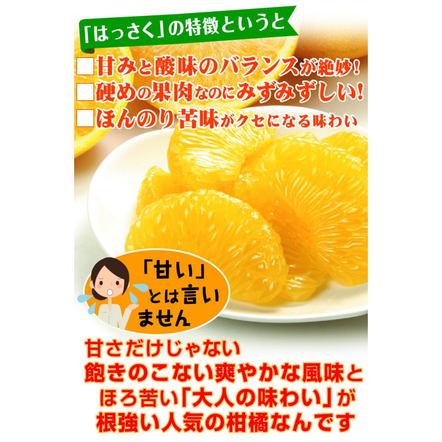 みかん 10kg はっさく 熊本産 ご家庭用 八朔 柑橘 果物 フルーツ 送料
