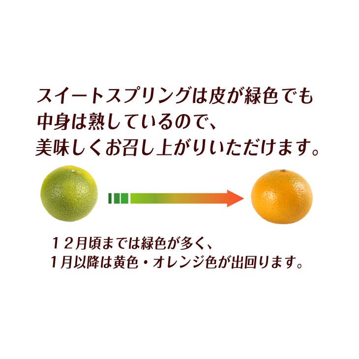 みかん 10kg スイートスプリング 熊本産 見た目を裏切る優しい甘さ