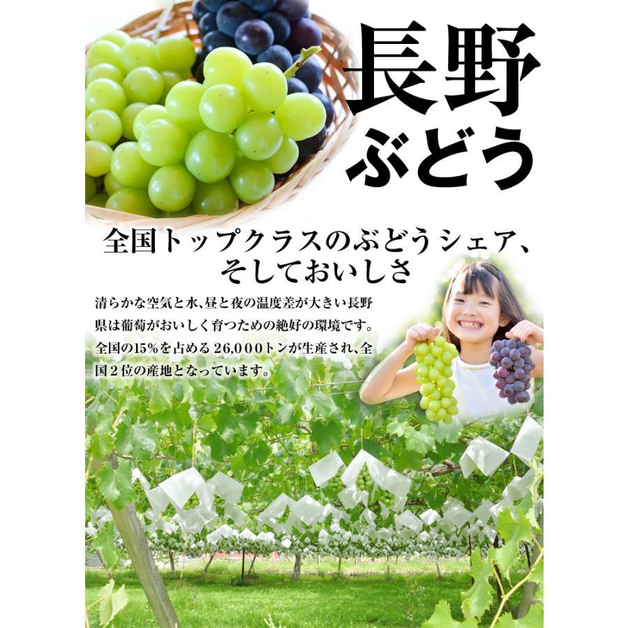 ぶどう 約1.2kg（600g×2房） ナガノパープル 長野産 送料無料 食品