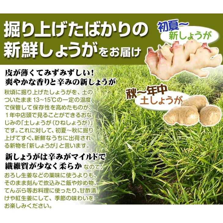 しょうが 4kg 新しょうが 和歌山産 新生姜 冷蔵便 送料無料 食品｜seikaokoku｜04