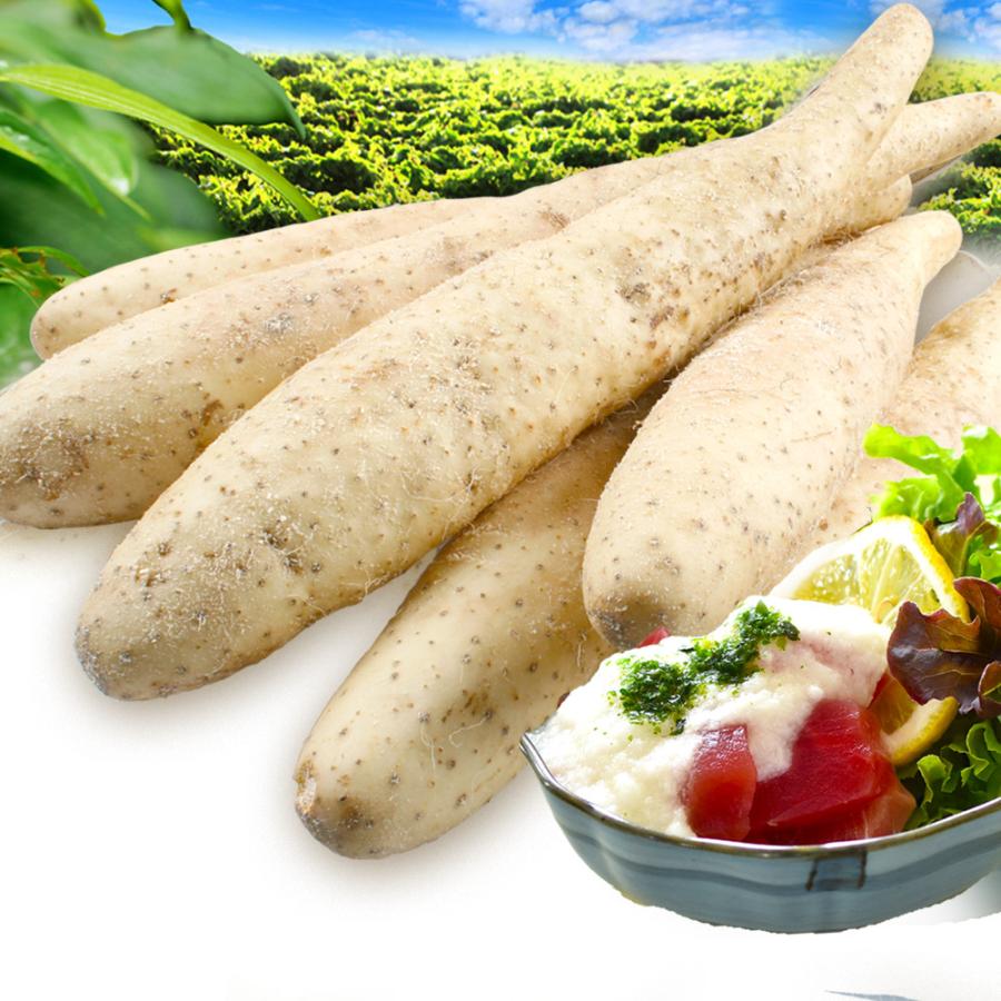山いも 10kg 北海道産 長いも(一本物)10〜15本 送料無料 芋 野菜 食品 国華園|seikaokoku|03