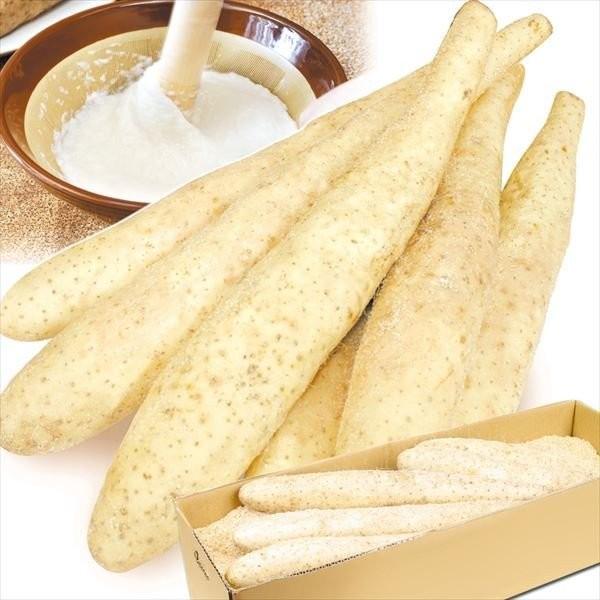 山いも 10kg 北海道産 長いも(一本物)10〜15本 送料無料 芋 野菜 食品 国華園|seikaokoku|02