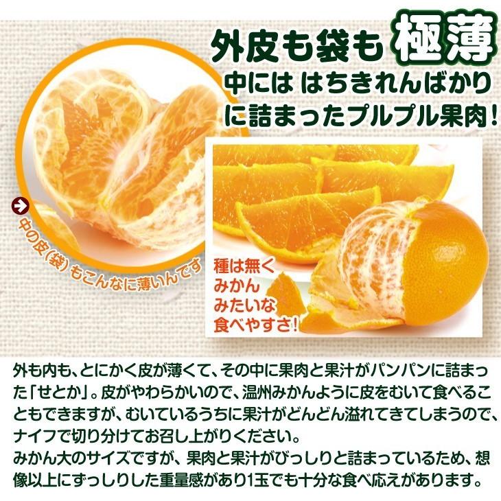 静岡県産【せとか】20キロ　訳あり　サイズ混合 静岡県産【せとか】20キロ訳ありサイズ混合