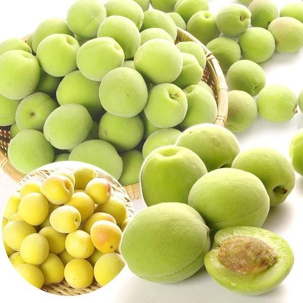 梅　無農薬　豊後 採りたて　10キロ　中度　長野産 梅 | 天空彩園