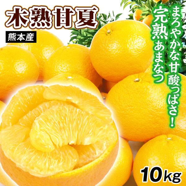 みかん 10kg 木熟甘夏 熊本産 ご家庭用 甘夏 木熟 あまなつ 柑橘 果物
