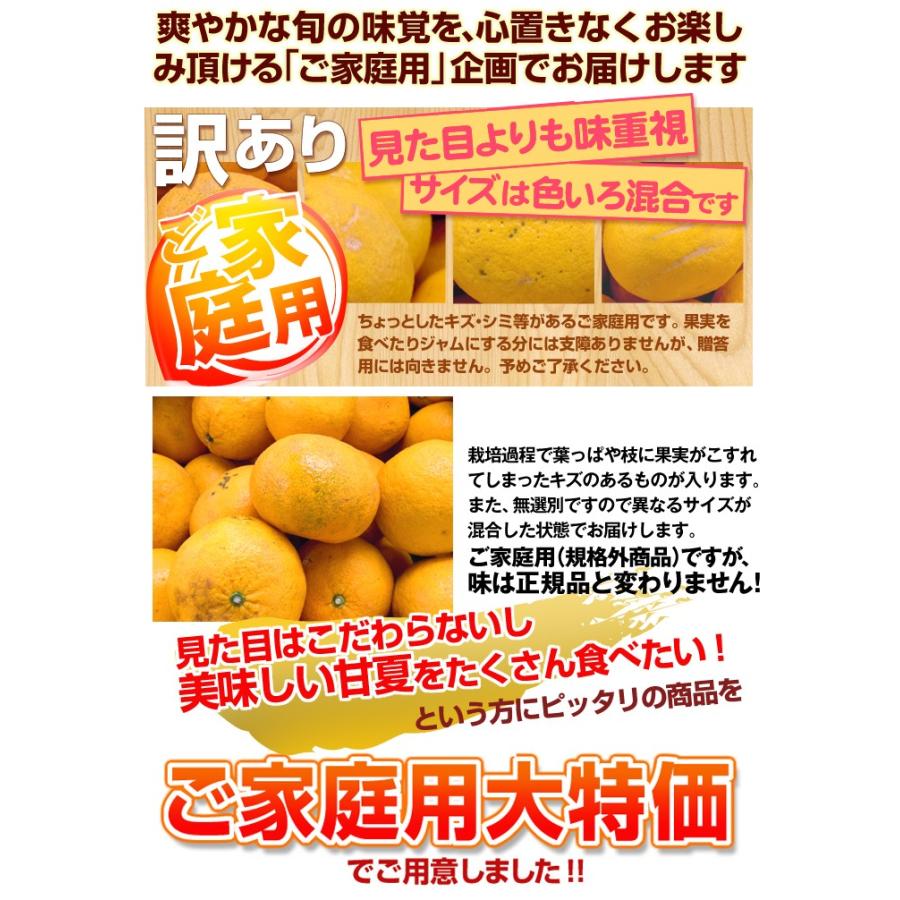みかん 木熟甘夏 10kg 熊本産 ご家庭用 送料無料 食品 : 食 みかん 木熟甘夏 10kg 熊本産 ご家庭用 送料無料 食品 : 食