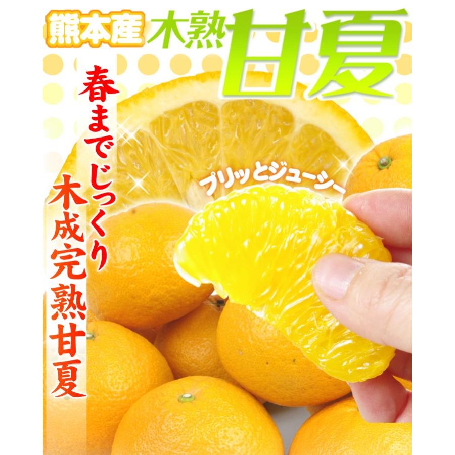 みかん 木熟甘夏 10kg 熊本産 ご家庭用 送料無料 食品 : 食 みかん 木熟甘夏 10kg 熊本産 ご家庭用 送料無料 食品 : 食
