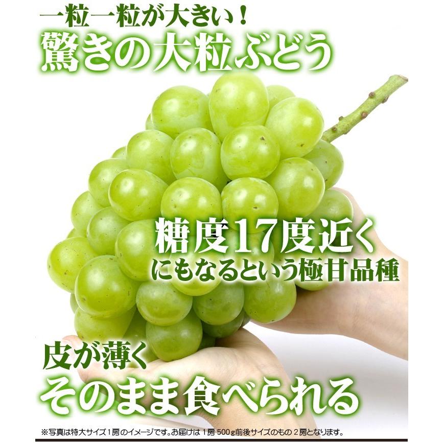 ぶどう 2房 翠峰 岡山産 ご家庭用 すいほう 500g×2房 種なし葡萄 送料無料 食品｜seikaokoku｜04