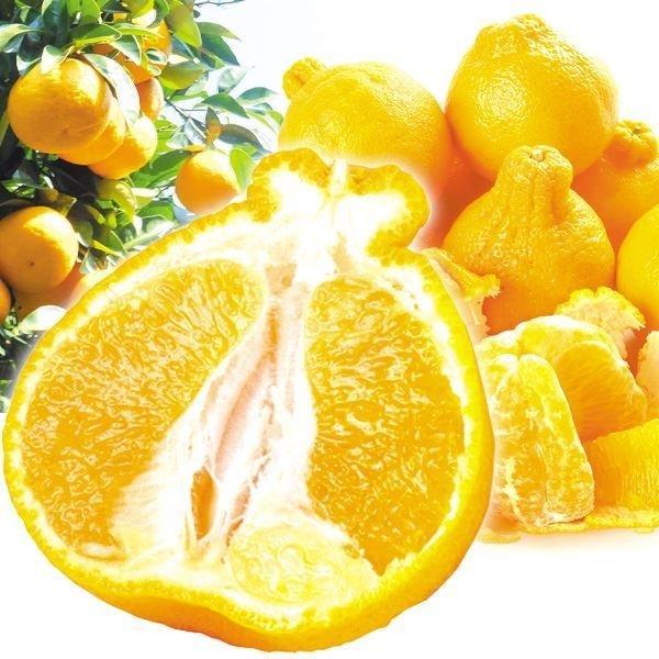 みかん 10kg 不知火オレンジ 熊本産 ご家庭用 送料無料 食品 みかん 10kg 不知火オレンジ 熊本産 ご家庭用 送料無料 食品