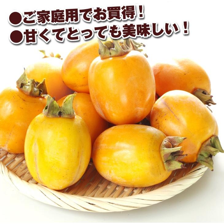 柿 10kg 西条柿【干柿用渋柿】島根産 ご家庭用 送料無料 食品 : 食