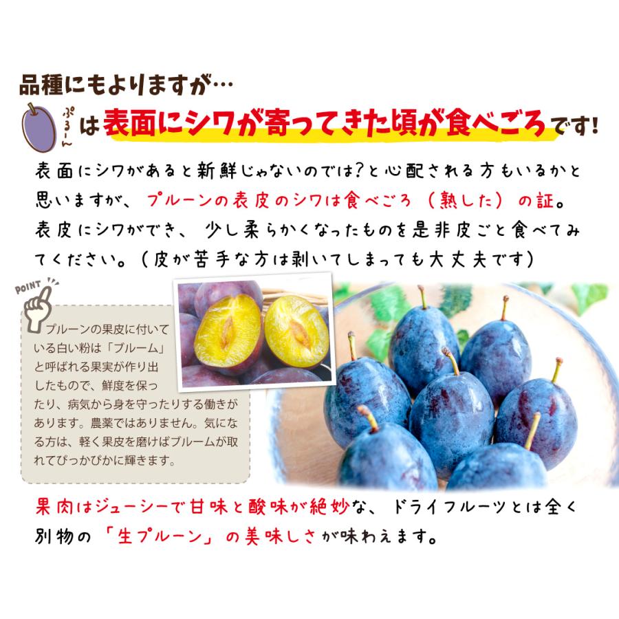 プルーン 4kg 青森産 生プルーン ご家庭用 フレッシュプルーン 品種
