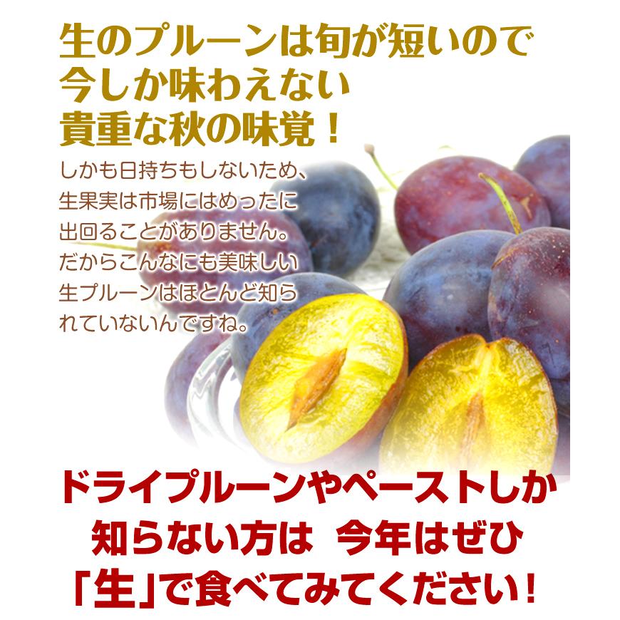 プルーン 4kg 青森産 生プルーン ご家庭用 フレッシュプルーン 品種