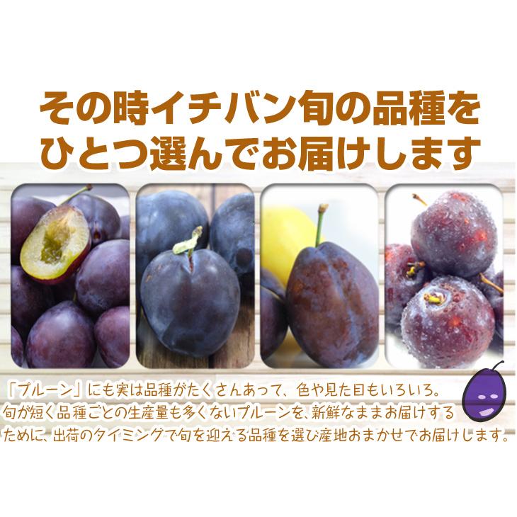 プルーン 4kg 青森産 生プルーン ご家庭用 フレッシュプルーン 品種