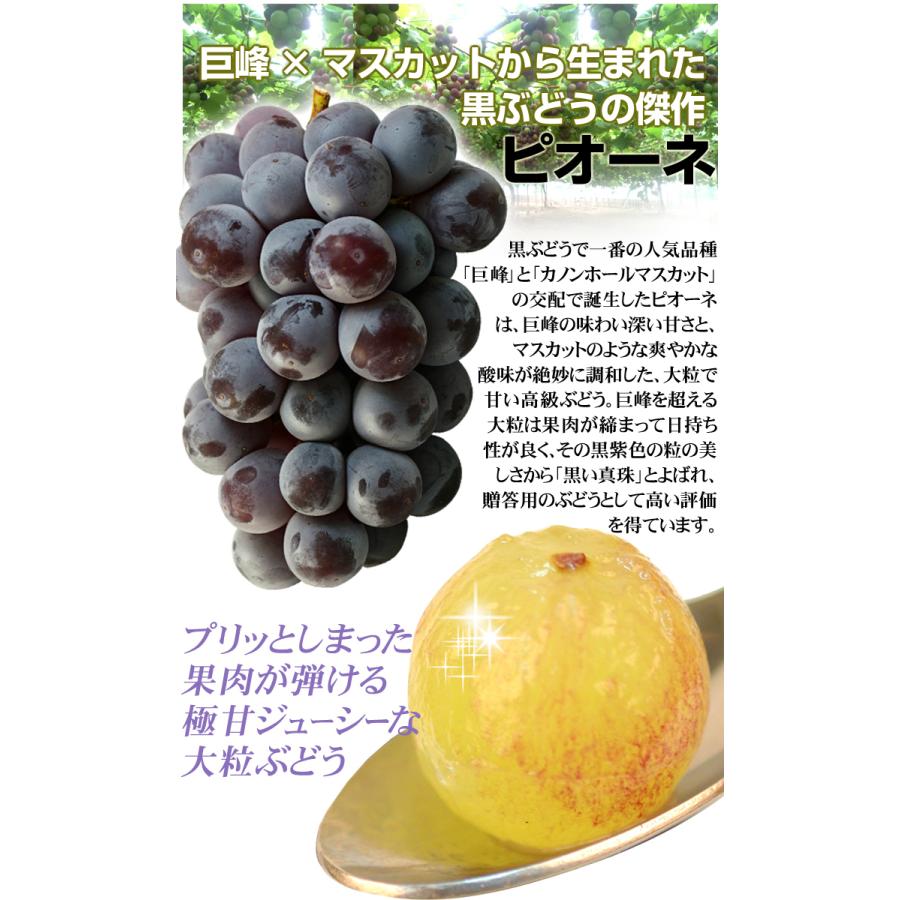 ぶどう 山形産 ピオーネ 並行輸入品 約3kg ご家庭用 国華園 ブドウ 果物 葡萄