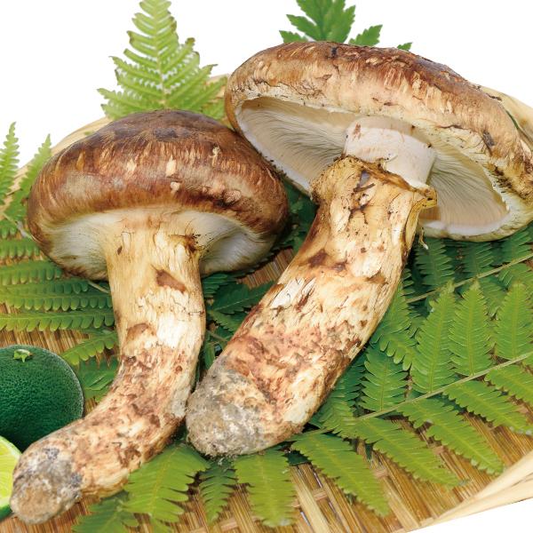 松茸 約150g 国産松茸 石川・長野産 送料無料 食品 : 食みらい 松茸 約150g 国産松茸 石川・長野産 送料無料 食品 : 食みらい