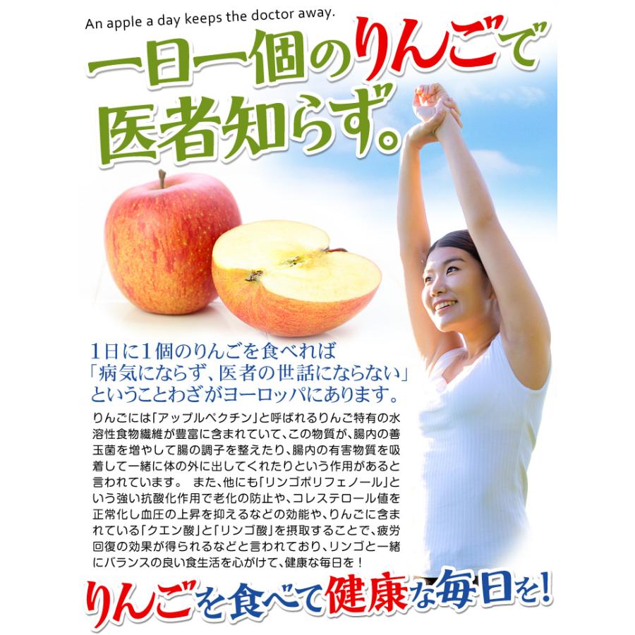 りんご 青森産 大特価 サンつがる（10kg）24〜56玉 ご家庭用 数量限定 早生品種 林檎 果物 フルーツ 国華園｜seikaokoku｜06