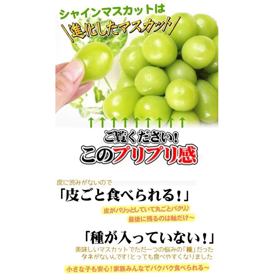 ぶどう シャインマスカット 2房 (約1.2kg) 山形産 ご家庭用 葡萄 種なし 大粒 皮ごと葡萄 ブドウ フルーツ くだもの 食品 国華園｜seikaokoku｜05