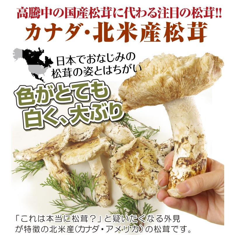 松茸 約150g 北米産 冷蔵便 送料無料 食品 : 食みらい・国華園 松茸 約150g 北米産 冷蔵便 送料無料 食品 : 食みらい・国華園