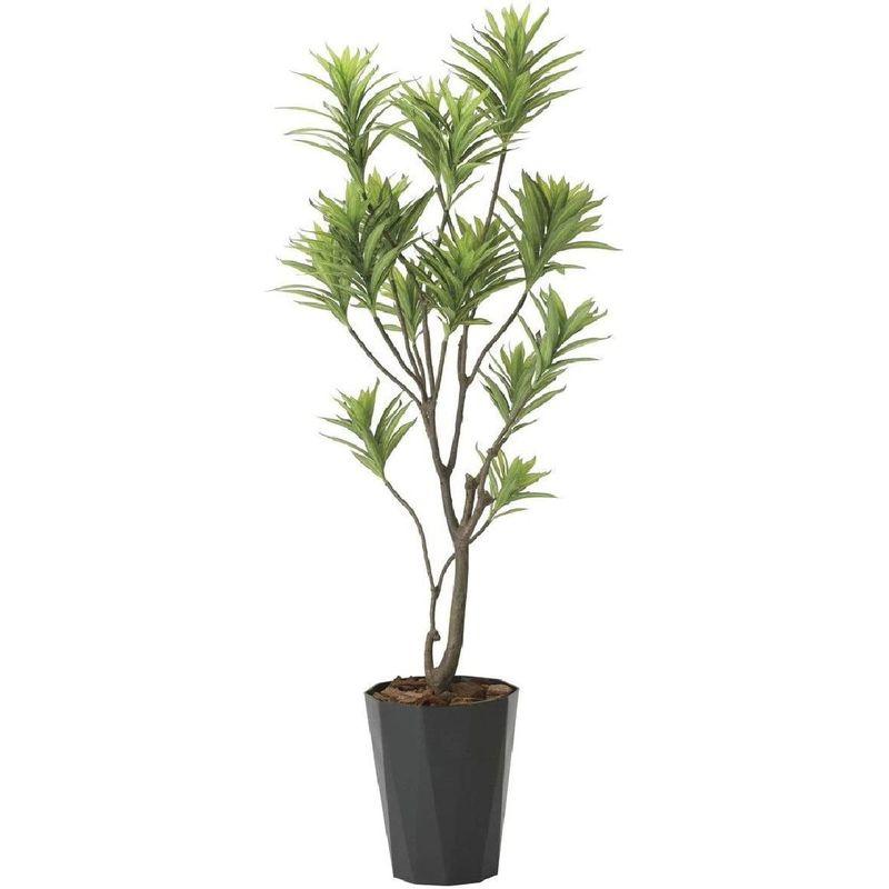 特価商品人工観葉植物 光の楽園 フレッシュドラセナ 1.8m 観葉植物 東北花材 人工樹 オーガスタ 90857