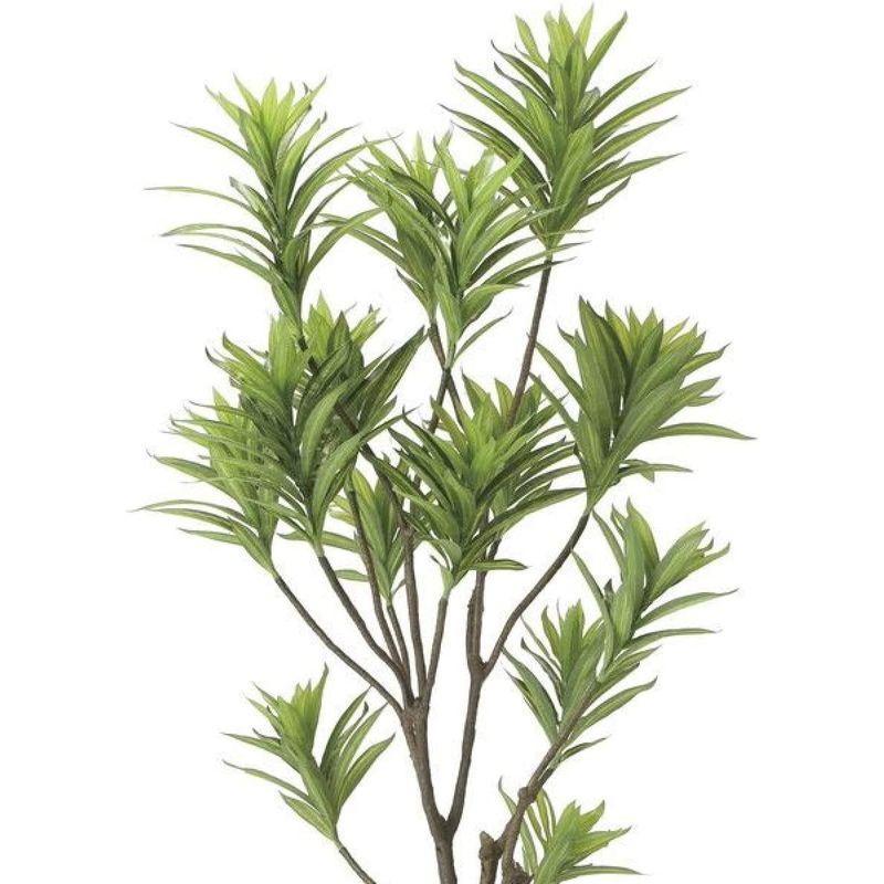 特価商品人工観葉植物 光の楽園 フレッシュドラセナ 1.8m 観葉植物 東北花材 人工樹 オーガスタ 90857