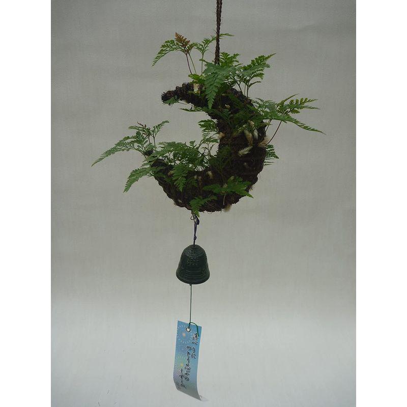 日本産つりしのぶ 三日月形忍 中 山野蘭植込品 南部鉄器風鈴付 三日月形忍 中 山野蘭植込品 南部鉄器風鈴付 　