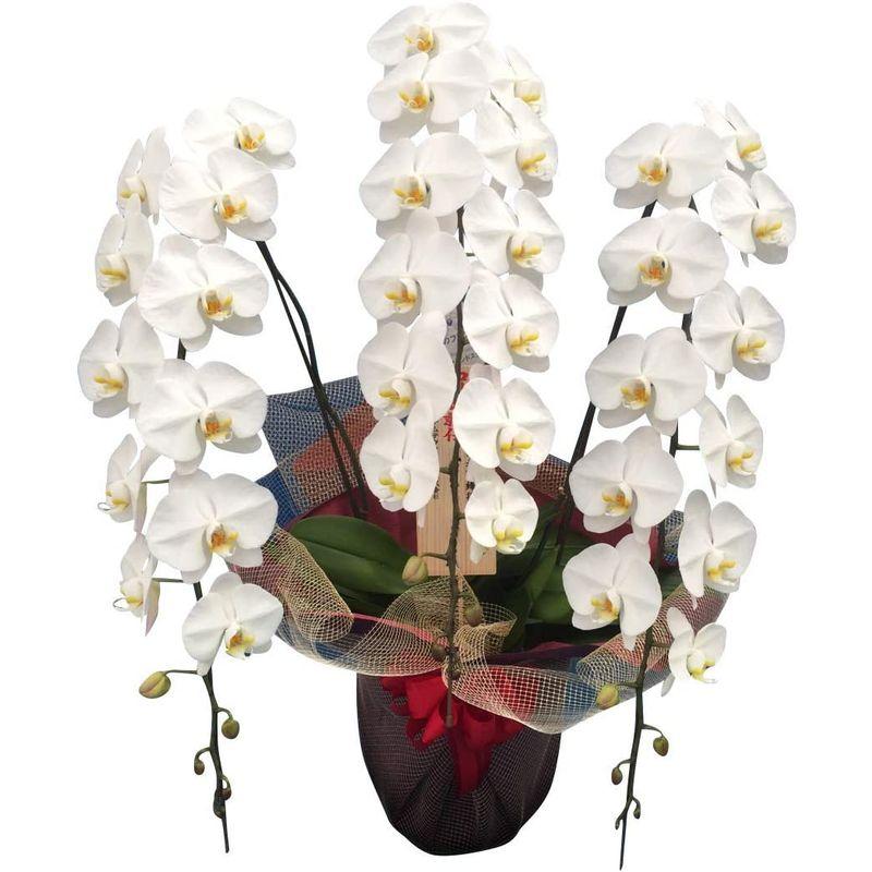 新春SALE！ 開店祝い 花 胡蝶蘭 ずらっと並んでも引けをとらない豪華胡蝶蘭 期日指定可能商品 【KUE7437164783】(26853円)