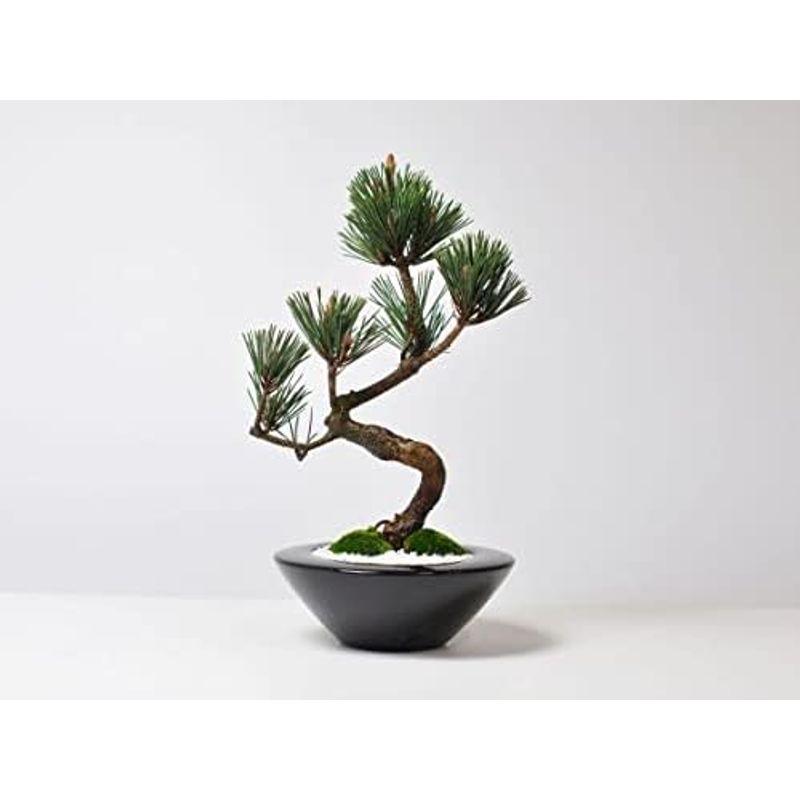 【新品同様 / 希少】 盆栽妙 寿松 樹高32cm×幅22cm 【1837273365】(10936円)