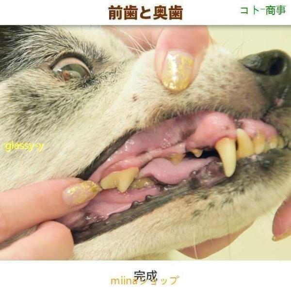 愛犬・愛猫用 歯石取り ペンチ 犬 歯石 デンタルケア ホームケア 猫 プロも愛用｜seiryu-st｜17