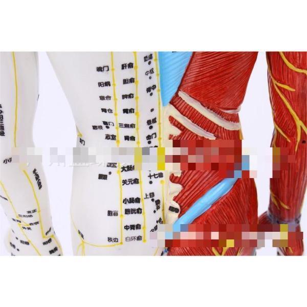 人体模型 経穴筋肉模型 鍼灸経穴模型 人体標本 人体モデル 経穴模型 経絡人形 人体 筋肉 模型 つぼ ツボ マッサージ 教材 実験 整体院 鍼灸院｜seiryu-st｜03