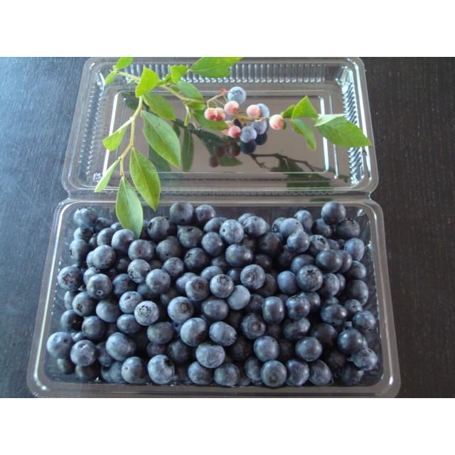 品質一番の ブルーベリー 3.0kg 500g×6パック 安心安全 無農薬 朝摘み