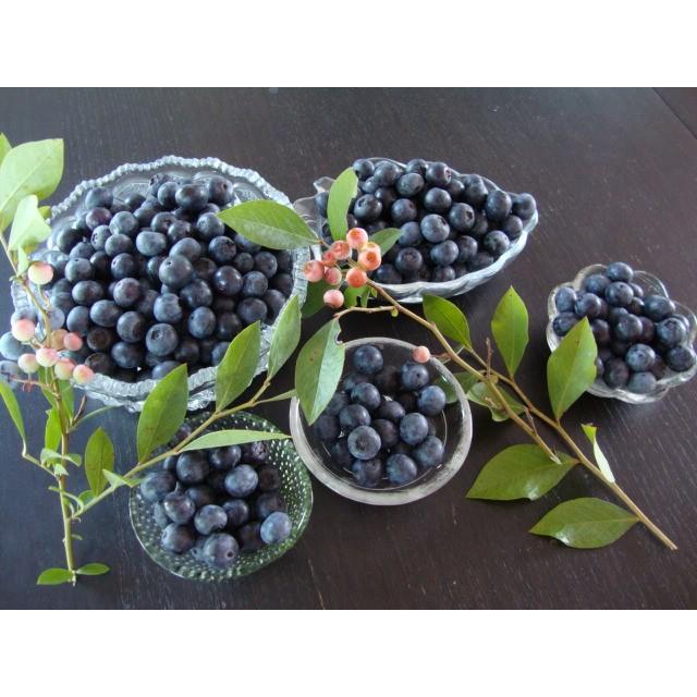 　ブルーベリー 3.0kg（500g×6パック）安心安全　無農薬　朝摘み午後発送　冷蔵便発送　6/5ごろから摘み取り順次発送 |  | 01