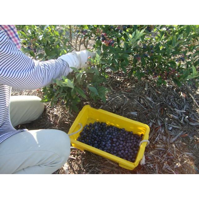 　ブルーベリー 3.0kg（500g×6パック）安心安全　無農薬　朝摘み午後発送　冷蔵便発送　6/5ごろから摘み取り順次発送 |  | 03